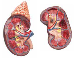 Kidney with Adrenal Gland, life size 2 Parts